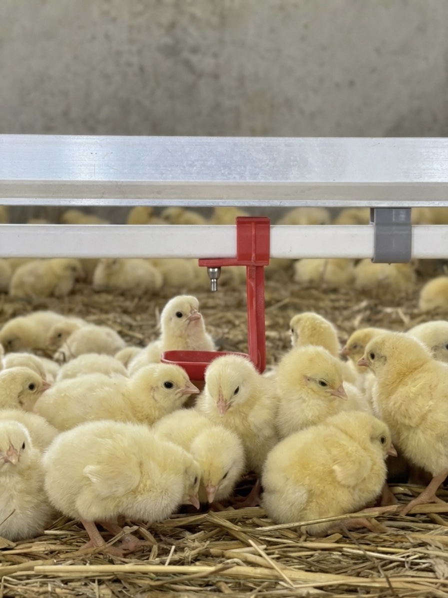 Chicken farm operations photo with healthy chickens in a bright barn